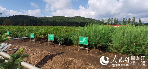 黑龍江省林草局召開現場推進會 以花卉種植為支點，撬動產業興、職工富、生態美的新型林場建設