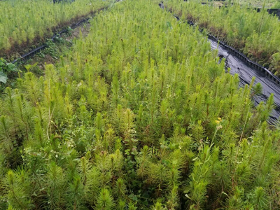 忻城苗木栽培正當時，林業產業鋪就脫貧致富路