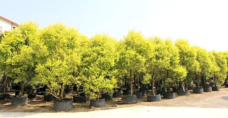 行情回暖，機遇與挑戰并存——深度解析苗木市場新趨勢與苗圃發展策略